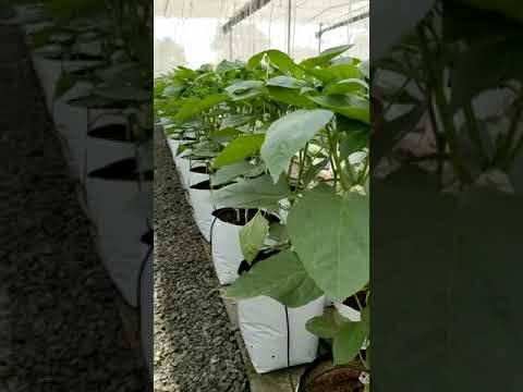 HDPE Coco Grow Bags