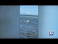 Officials looking into bizarre behavior by fish in Florida Keys