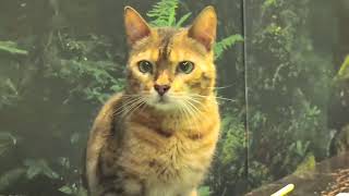 京都ひょう猫の猫！　可愛い猫ちゃんがいっぱい　静かな癒しの猫動画　2026年7月23日（木）　第2幕　KYOTOBENGALCAT’SFOREST