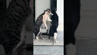 Download lagu Part 41 #funny #cat#WatchNow mp3