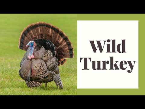 All About Wild Turkeys