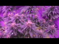 LED Closet Grow Flowering week 4/5 LED Closet Grow Flowering week 4/5