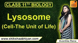 Lysosome | Cell-The Unit of Life | CBSE Class 11 Biology