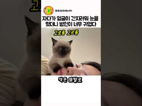 자다가 얼굴이 간지러워 눈을 떴더니 범인이 너무 귀엽다