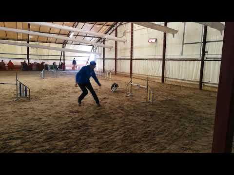 2018.11.11. Matula Laci & Future Hope Don't Stop Doris Kraft Agility Kupa Open Jumping