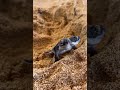 Have you seen a two headed turtle before. so cute #shorts #animals #youtubeshorts