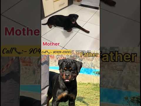 #dailyshots #davindernirman #doglover #viralvideo