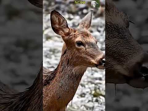 điều kỳ diệu xảy ra, giữa cá sấu và hươu con