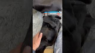 Video preview image #1 Great Dane Puppy For Sale in Goodyear, AZ, USA