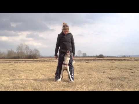 Krdelo / The Pack - spring 2012