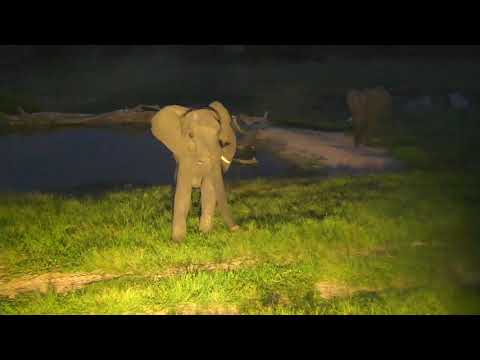 Djuma: Small herd of Elephants between pan and dam area - 18:46 - 02/22/19