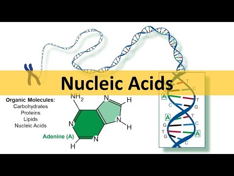 Nucleic Acids & DNA Replication (updated)