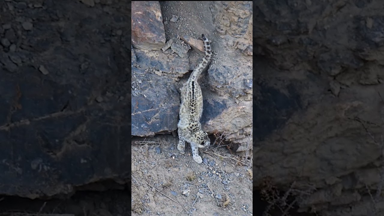 The Predator and the Prey!