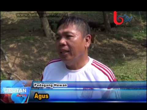 Rhodiola rosea resep potensi Apa yoghurt berguna untuk potensi