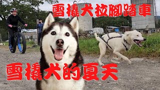 雪橇犬夏天打工拉自行車，北海道帶廣市十勝地區，自行車旅遊特別企劃。