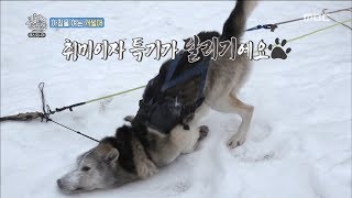 Download lagu [The Wizard of Ozi] 오지의 마법사 - Take a dog sled 20180513 mp3