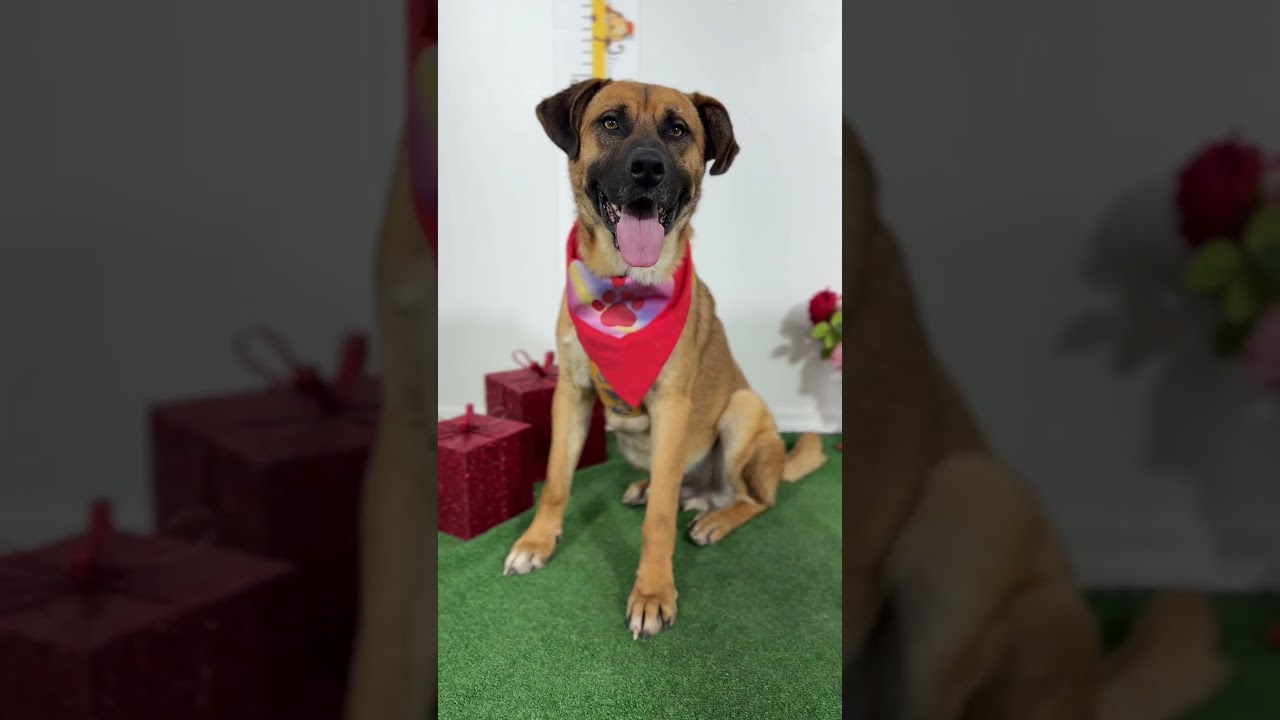 Enlarge Thomas-One of our Amazing Rescue Dogs, a Adoptable mixed breed in Reno, NV video 1/2