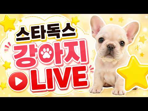 강아지 분양 라이브 말티푸분양 #강아지분양#고양이분양#강아지분양…