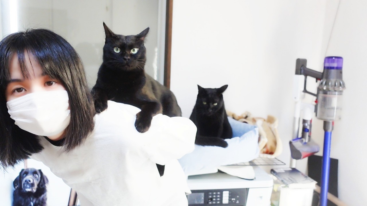 飛ばない猫はただの猫だ！