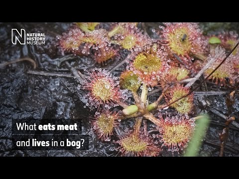 What eats meat and lives in a bog? The UK's carnivorous plants | Surprising Science