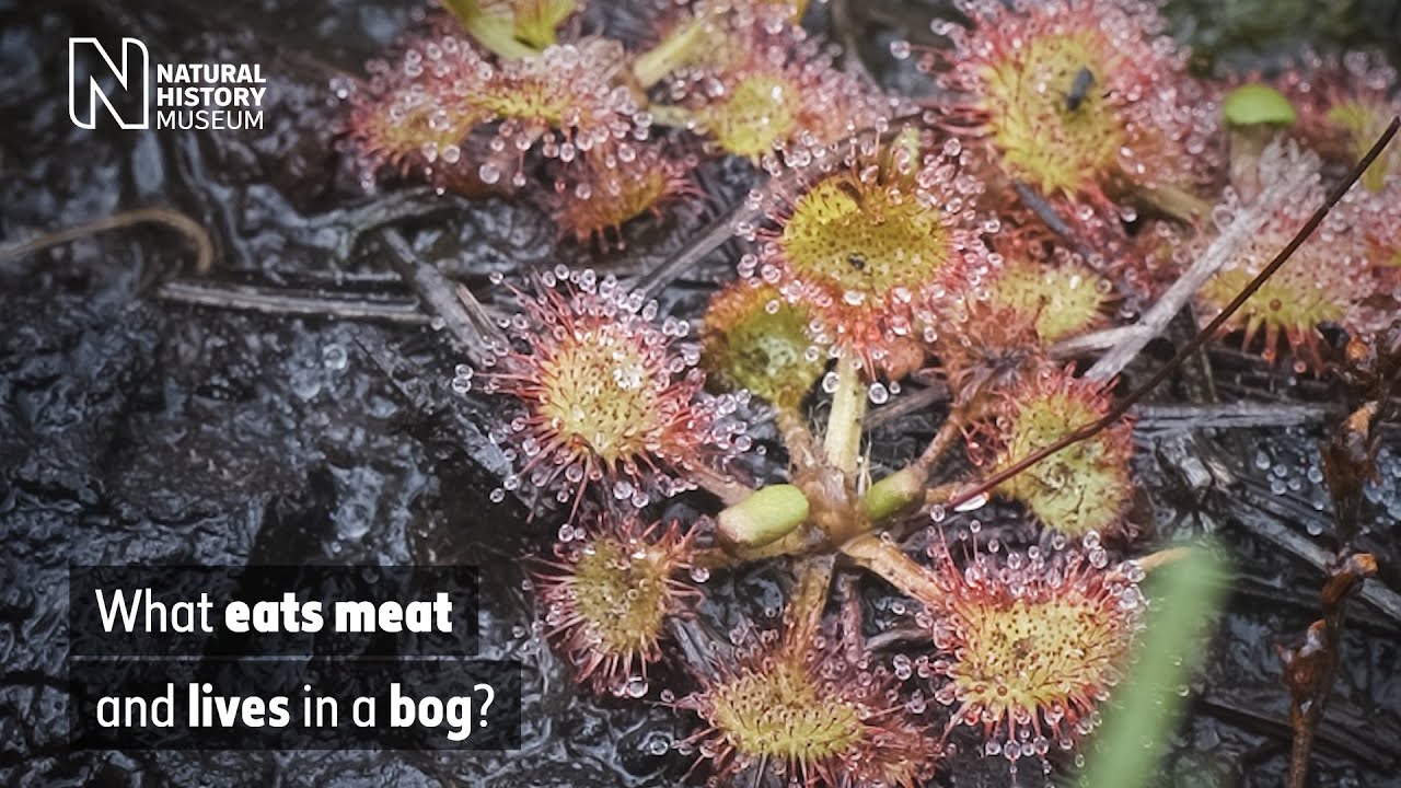 Bringing Back The Carnivorous Great Sundew And Other Rare Plants