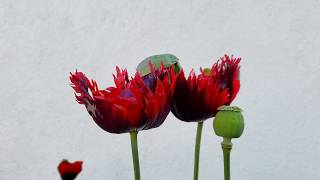 2020 Poppy Seed Harvest for Bleeding Heart