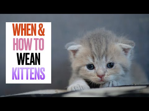 When and How to Wean Kittens