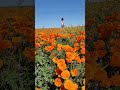 Poppy Field at Lancaster CA