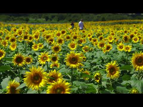 郡山布引風の高原（郡山市）