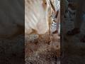 Very large abscess in cow #cow #trending #shortvideo #lovesongs