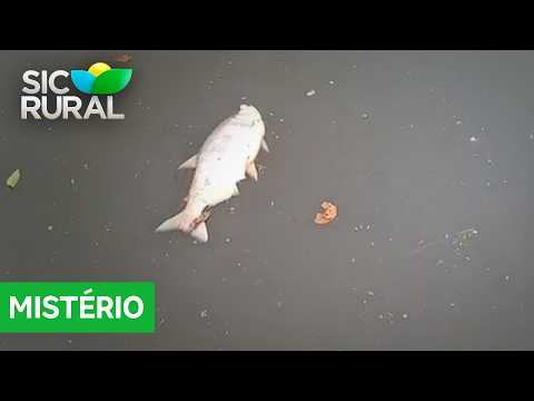 ICMBIO investiga mortandade de centenas de peixe nos lagos a reserva extrativista Cuniã