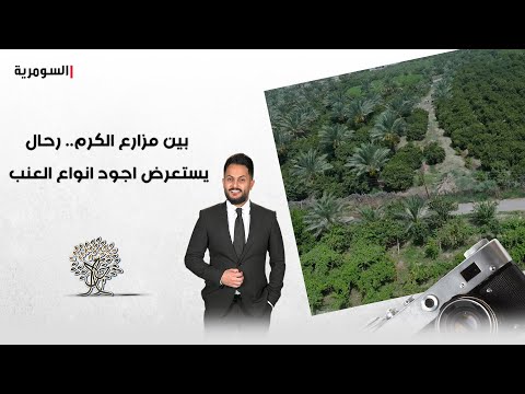شاهد بالفيديو.. بين مزارع الكروم.. رحال يستعرض مشاكل المزارعين واجود انوع العنب في صلاح الدين