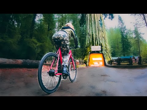 We Rode Through A Tree | #VANLIFE 4 Redwood National Forest