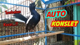Download lagu AUTO KONSLET !! KACER GACOR TEMBAKAN KASAR BIKIN KACER LAIN EMOSI DAN GACOR !! mp3 Download lagu AUTO KONSLET !! KACER GACOR TEMBAKAN KASAR BIKIN KACER LAIN EMOSI DAN GACOR !! mp3