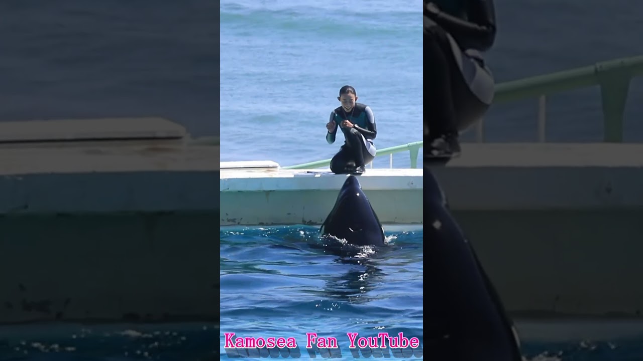 ラビーの声可愛すぎ♥ #Shorts #鴨川シーワールド #シャチ #kamogawaseaworld #orca #killerwhale