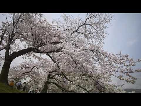 背割堤さくらPR動画　Cherry blossoms of Sewaritei Yawata City,Kyoto