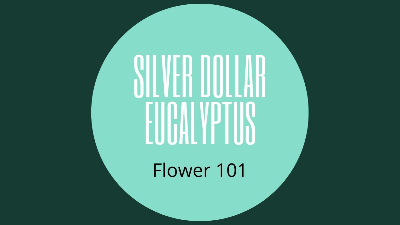SILVER DOLLAR EUCALYPTUS: - You Floral Product Video