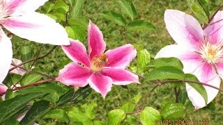 preview picture of video 'Beautiful Flowers At Mughal Garden Shalimar Bagh, Srinagar, India HD Video'