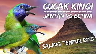 Download lagu PANCINGAN CUCAK KINOI GACOR DORRR || SUARA PIKAT CUCAK KINOI ALAM LIAR mp3
