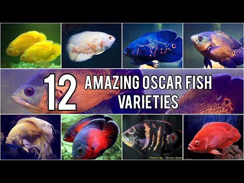 Oscar Fish - Wholesaler Wholesale Dealers in India