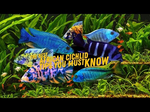 African Cichlids For Beginners |  TIPS BEFORE Buying Cichlids