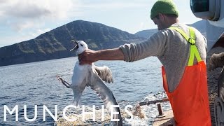 Fat Birds Are Easy Prey: Fulmar Hunting in the Faroe Islands