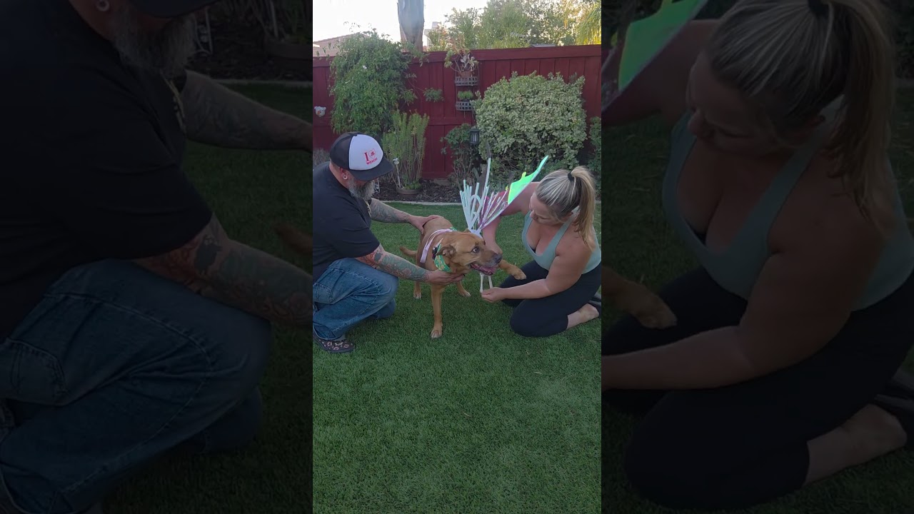 Michele, a ADOPTABLE mixed breed in Murrieta, CA video 3/6