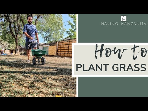 image-Is Ravenna grass invasive?