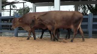 Vídeo 117 - 1ª ETAPA MEGA LIQUIDAÇÃO TOTAL AGROPECUÁRIA MARAJOARA - DIA 4 | GADO GIROLANDO E HOLANDÊS