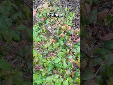 Benefícios da Pitanga #nature #pomares #frutassaudáveis #frutas #pitanga #pitangueiras #saopaulo