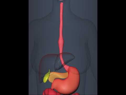 peristaltic movement of stomach esophagus (3D Animation)