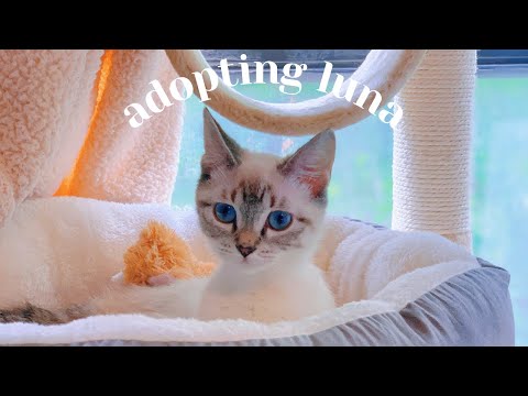 adopting a new siamese kitten 🐱💕 | introducing to our older cat, texas cat adoption