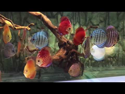 Most beautiful Discus fishes- Must watch video for all Discus Fish lovers