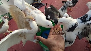 Kabootar Aur Insaan Ka Piyar | Haath Se Khilaya Dana |